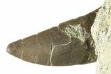 Rare, Serrated, Megalosaurid (Marshosaurus) Tooth - Colorado #269856-2